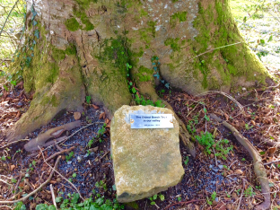Oldest beech plaque